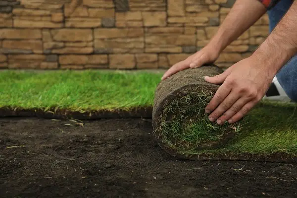 Sod Installation Sod Installation