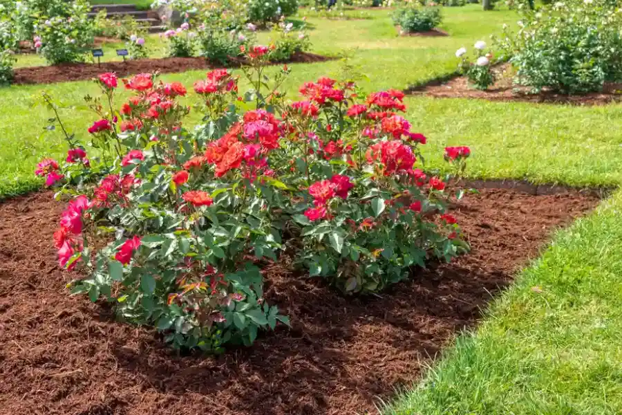 Common Mulching Mistakes And How To Avoid Them in Snellville, GA